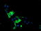 Arachidonate 15-Lipoxygenase antibody, LS-B12236, Lifespan Biosciences, Immunofluorescence image 