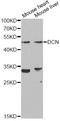 Decorin antibody, MBS127148, MyBioSource, Western Blot image 