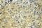 Transforming Acidic Coiled-Coil Containing Protein 2 antibody, 11407-1-AP, Proteintech Group, Immunohistochemistry frozen image 