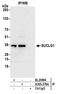 Succinate-CoA Ligase Alpha Subunit antibody, A305-279A, Bethyl Labs, Immunoprecipitation image 