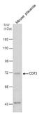 5'-Nucleotidase Ecto antibody, PA5-29750, Invitrogen Antibodies, Western Blot image 