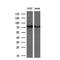G1 to S phase transition protein 2 homolog antibody, NBP2-00873, Novus Biologicals, Western Blot image 