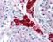 Dual Specificity Phosphatase 16 antibody, 48-931, ProSci, Immunohistochemistry frozen image 