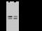 HIV-1 Tat Interactive Protein 2 antibody, GTX02291, GeneTex, Western Blot image 