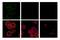 Paxillin antibody, 69363S, Cell Signaling Technology, Immunofluorescence image 