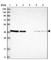 Armadillo Repeat Containing 1 antibody, HPA026085, Atlas Antibodies, Western Blot image 