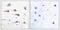 Glutamate Metabotropic Receptor 6 antibody, A06163-1, Boster Biological Technology, Immunohistochemistry frozen image 