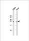 Insulin Like Growth Factor 2 antibody, PA5-71494, Invitrogen Antibodies, Western Blot image 