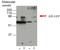 Apoptosis Inducing Factor Mitochondria Associated 1 antibody, NBP2-50606, Novus Biologicals, Western Blot image 