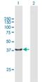 Procollagen C-Endopeptidase Enhancer 2 antibody, H00026577-B01P, Novus Biologicals, Western Blot image 