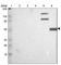 Calpain 10 antibody, HPA004170, Atlas Antibodies, Western Blot image 