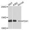 Ferredoxin 1 antibody, STJ111857, St John