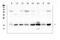 Translocase Of Inner Mitochondrial Membrane 17A antibody, A12168-1, Boster Biological Technology, Western Blot image 