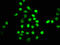 TEA Domain Transcription Factor 1 antibody, LS-C376760, Lifespan Biosciences, Immunofluorescence image 