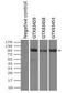 TYRO3 Protein Tyrosine Kinase antibody, GTX83459, GeneTex, Immunoprecipitation image 