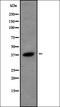 Ubiquitin Specific Peptidase 50 antibody, orb378441, Biorbyt, Western Blot image 