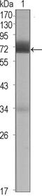 Cerberus antibody, MA5-15554, Invitrogen Antibodies, Western Blot image 