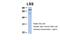 RIO Kinase 3 antibody, 25-743, ProSci, Enzyme Linked Immunosorbent Assay image 