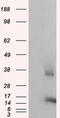 CDGSH iron-sulfur domain-containing protein 1 antibody, M04360-1, Boster Biological Technology, Western Blot image 