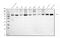 Vesicle-fusing ATPase antibody, A00585-1, Boster Biological Technology, Western Blot image 