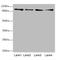 TNNI3 Interacting Kinase antibody, abx322473, Abbexa, Western Blot image 