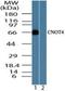 CCR4-NOT Transcription Complex Subunit 4 antibody, orb96246, Biorbyt, Western Blot image 