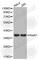 Homeobox A1 antibody, A3266, ABclonal Technology, Western Blot image 