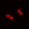 Zinc Finger Protein 43 antibody, orb78093, Biorbyt, Immunofluorescence image 