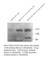 Protein Kinase C Epsilon antibody, PKCEP-101AP, FabGennix, Western Blot image 