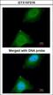 Ankyrin Repeat And SOCS Box Containing 9 antibody, GTX107216, GeneTex, Immunofluorescence image 