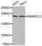 SWI/SNF Related, Matrix Associated, Actin Dependent Regulator Of Chromatin Subfamily C Member 2 antibody, abx001850, Abbexa, Western Blot image 