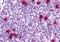 Unr antibody, orb85179, Biorbyt, Immunohistochemistry paraffin image 