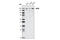 WRN RecQ Like Helicase antibody, 4666S, Cell Signaling Technology, Western Blot image 