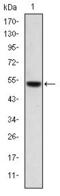 Podocalyxin Like antibody, GTX60436, GeneTex, Western Blot image 
