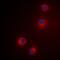 Granzyme H antibody, orb256579, Biorbyt, Immunofluorescence image 