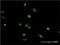 X-Ray Repair Cross Complementing 2 antibody, H00007516-M01, Novus Biologicals, Immunocytochemistry image 