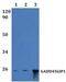 GADD45G Interacting Protein 1 antibody, PA5-75884, Invitrogen Antibodies, Western Blot image 