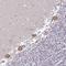 DEAH-Box Helicase 8 antibody, NBP2-13923, Novus Biologicals, Immunohistochemistry frozen image 
