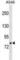 Galactosidase Beta 1 antibody, abx029610, Abbexa, Western Blot image 