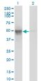 Actin Like 6A antibody, MA5-18344, Invitrogen Antibodies, Western Blot image 