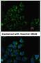 Pantothenate Kinase 3 antibody, PA5-28657, Invitrogen Antibodies, Immunofluorescence image 