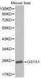 Glutathione S-Transferase Alpha 1 antibody, A1628, ABclonal Technology, Western Blot image 