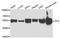 Trafficking From ER To Golgi Regulator antibody, A7769, ABclonal Technology, Western Blot image 