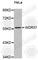 WD Repeat Domain 37 antibody, A3386, ABclonal Technology, Western Blot image 