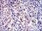 Baculoviral IAP Repeat Containing 5 antibody, MA5-17035, Invitrogen Antibodies, Immunohistochemistry frozen image 