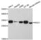 NAD(P)H Quinone Dehydrogenase 1 antibody, LS-C330772, Lifespan Biosciences, Western Blot image 