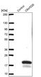 Chromosome 6 Open Reading Frame 226 antibody, PA5-60981, Invitrogen Antibodies, Western Blot image 