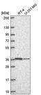 NADH dehydrogenase [ubiquinone] 1 alpha subcomplex subunit 9, mitochondrial antibody, HPA073212, Atlas Antibodies, Western Blot image 