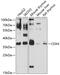 Caudal Type Homeobox 4 antibody, 18-776, ProSci, Western Blot image 