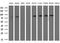 Phenylalanyl-tRNA synthetase beta chain antibody, TA806739S, Origene, Western Blot image 